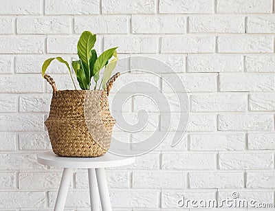 Green plant in a straw basket on the white brick wall background Stock Photo