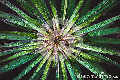 Green plant texture, Garden lily leaves wet from rain, overhead view,natural fractals background Stock Photo