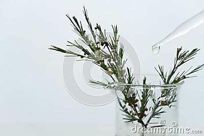 Green plant with small flower in science beaker with water drop from glass dropper in medical cosmetic research laboratory Stock Photo
