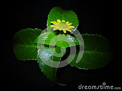 Green plant with yellow flower blackbackground close-up macro leaves Stock Photo