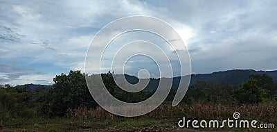 Green plantation nuance and clear sky Stock Photo