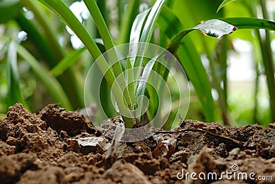 Green plants Stock Photo