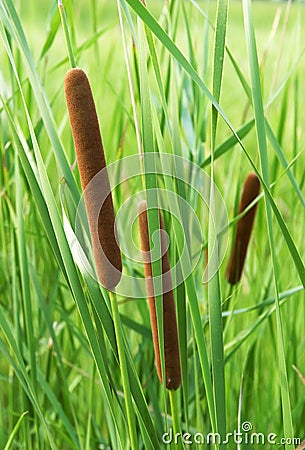 Green plants Stock Photo