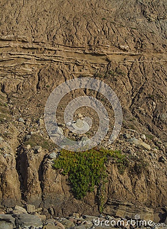 Green plants on big cliff Stock Photo