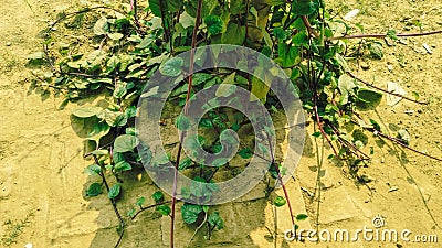 Green plants on Bricks road Stock Photo