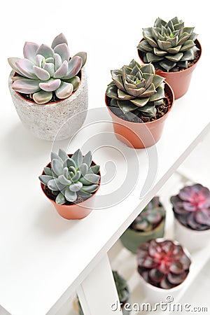 Green plants in cement concrete and white pots, colored succulents, stand on white table and shelf. The concept of Stock Photo