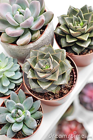 Green plants in cement concrete and white pots, colored succulents, stand on white table and shelf. The concept of Stock Photo