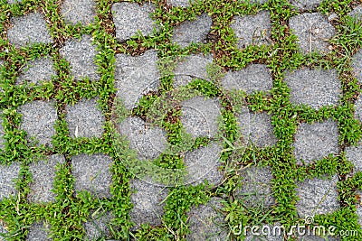 Green plants between cobblestone pavements Stock Photo