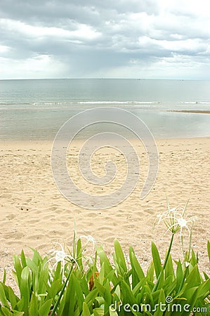 Green Plants and Flowers at Hua Hin Beach, Thailand. Stock Photo