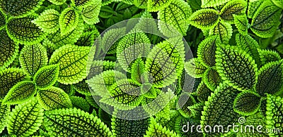 Green trippy plants natural background Stock Photo
