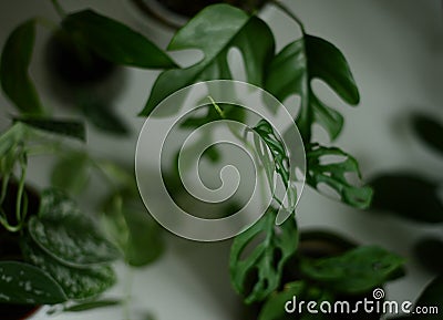 green plants Stock Photo