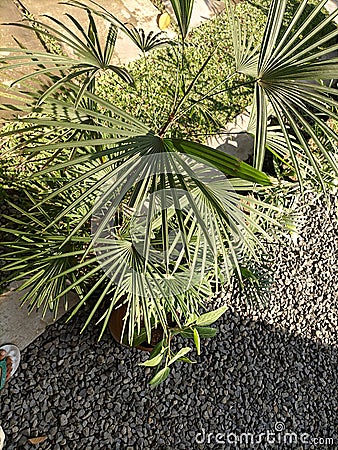 Green plants freshen up the oxygen-boosting air Stock Photo