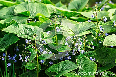 Green plants. Grass, green leaves and tiny blue flowers. Abstract spring background. Stock Photo