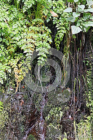 Green Plants Growing on a Dark Wall Near a Levada in Madeira Stock Photo