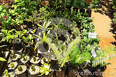 Green plants growing in a greenhouse Stock Photo