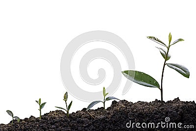 Green plants before growing into trees. germinating seedling step sprout grows from soil isolated on white background with clippin Stock Photo