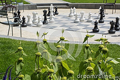 Green plants with many chessmen on the street chessboard Stock Photo