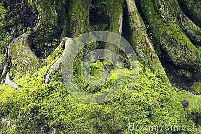 Green Plants Moss Fern lichen texture Nature Background Stock Photo