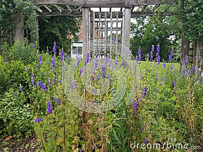 Green plants with purple wildflowers and wood lattice Stock Photo