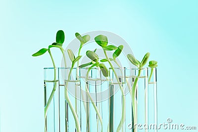 Green plants in a row of test tubes with water Stock Photo