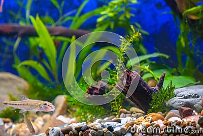 Green plants, snags and minnows in home decorative aquarium Stock Photo