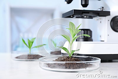 Green plants with soil in Petri dishes on table in laboratory. Biological Stock Photo