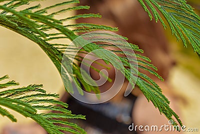 The green plants of spring Stock Photo