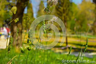The green plants of spring Stock Photo