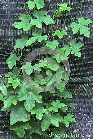 Green plants on a trellis. Stock Photo