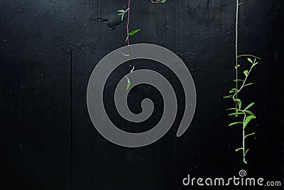 Green plants vine on black textured grungy wall Stock Photo
