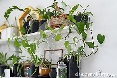 Green plants on white shelves on white wall in the living room Stock Photo