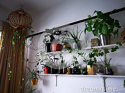 Green plants on white shelves on white wall in the room. Plant shelfie, indoor plants concept Stock Photo