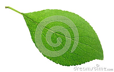 Green plum leaf on white Stock Photo