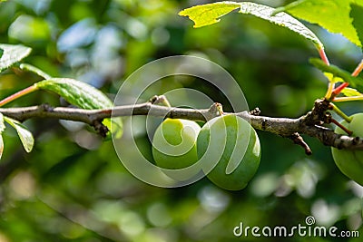 Green plums ripen on a tree branch closeup Stock Photo