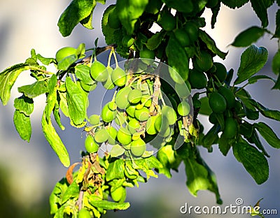 Green plums ripening on a tree, organic food concept Stock Photo