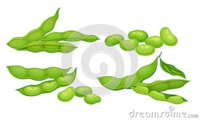 Green Pods with Green Leaves and Soy Beans Inside Vector Set Vector Illustration