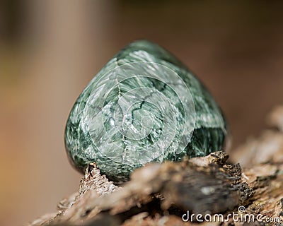 Green polished Seraphinite specimen from Eastern Siberia in Russia on fibrous tree bark in the forest. Gem quality clinochlore Stock Photo