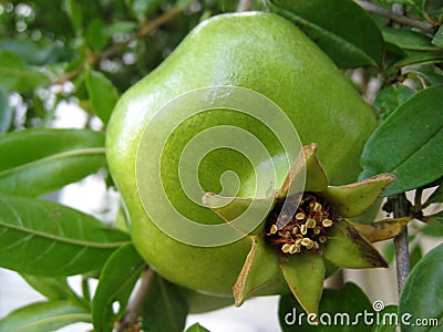 Green pomegranate Stock Photo