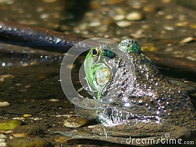 Green Pond Frog half in the water half out Stock Photo