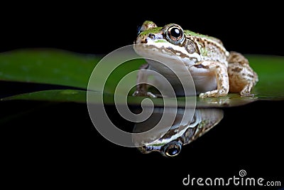 Green pond frog reflection water lily surface Stock Photo