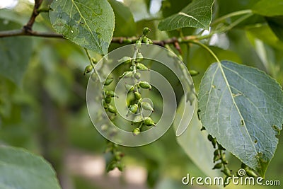 Green poplar earrings buds. The concept of Allergy Stock Photo