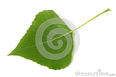 Green poplar leaf Stock Photo