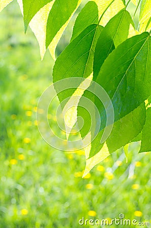 Green poplar leaves on defocused background Stock Photo