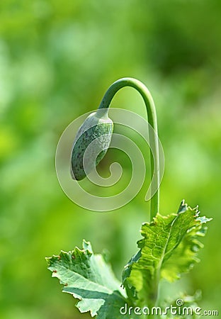 Green poppy Stock Photo
