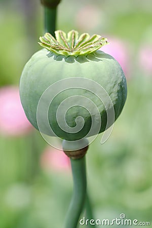 Green poppy - head Stock Photo
