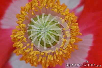 Green Poppy Style Yellow Anthers Stock Photo