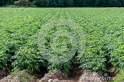 Green potato field with plants in straight rows Stock Photo