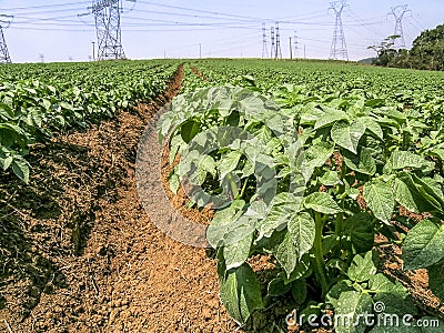 Green potato field Stock Photo