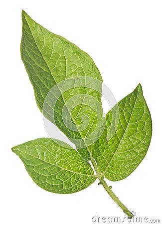 Green potato leaves isolated on white Stock Photo