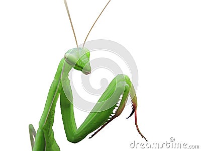 Green praying mantis Stock Photo